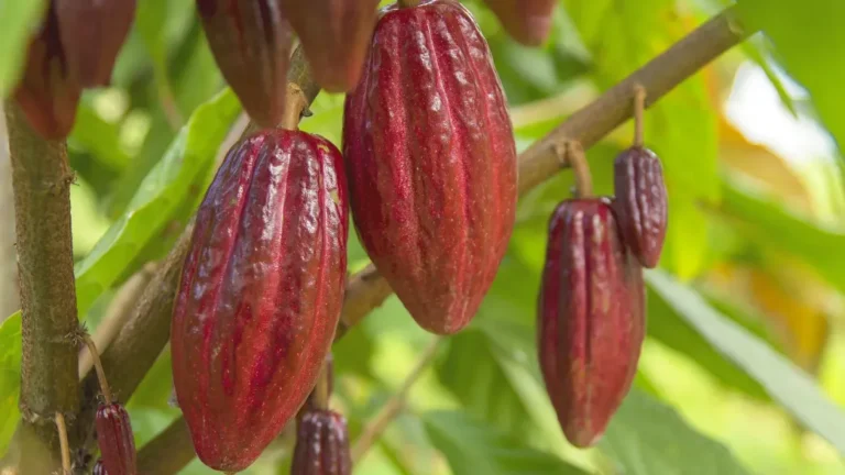 Scientists Unlock the Secret to Chocolate’s Flavor, and It Could Change Everything