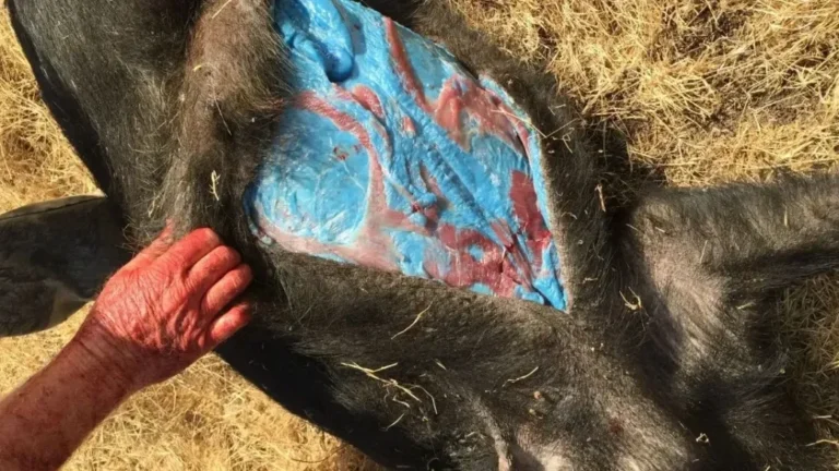 California’s Wild Pigs Are Turning Electric Blue — And Experts Say It’s a Serious Warning
